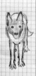 animals08